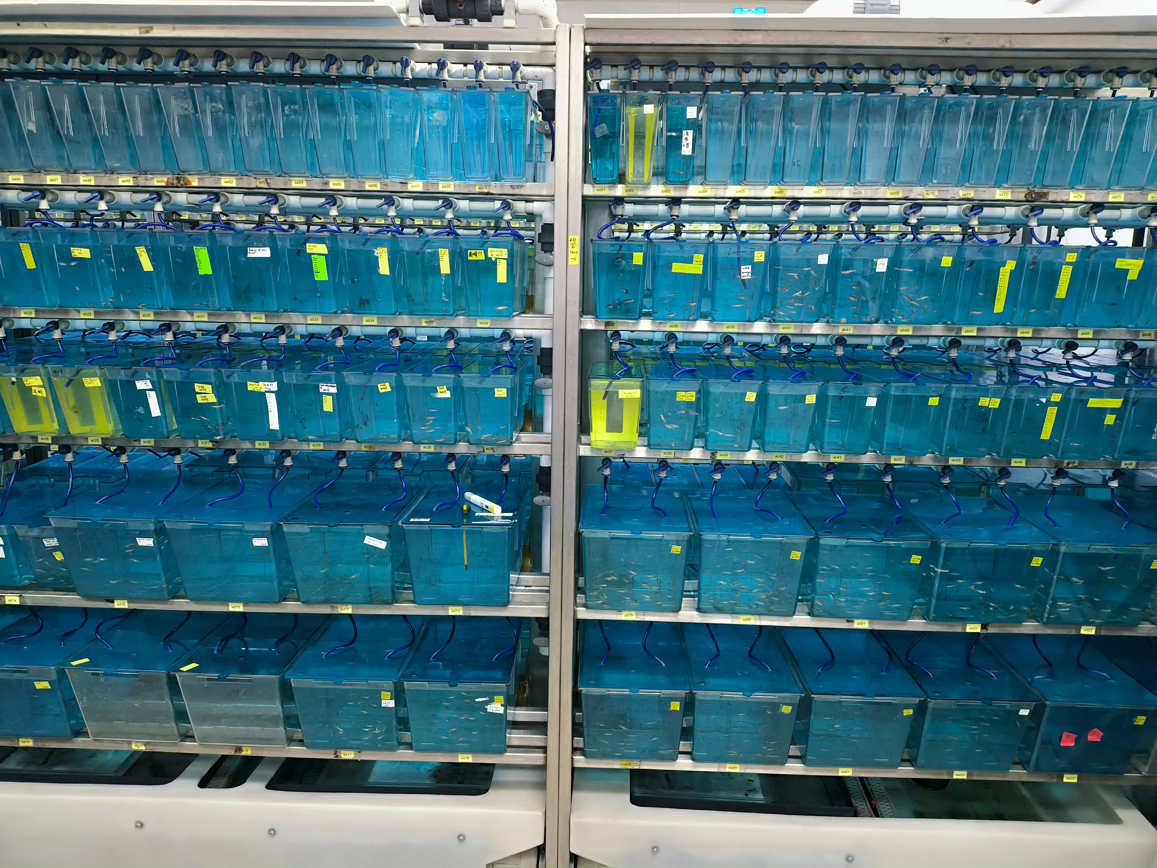 Peking University Summer School