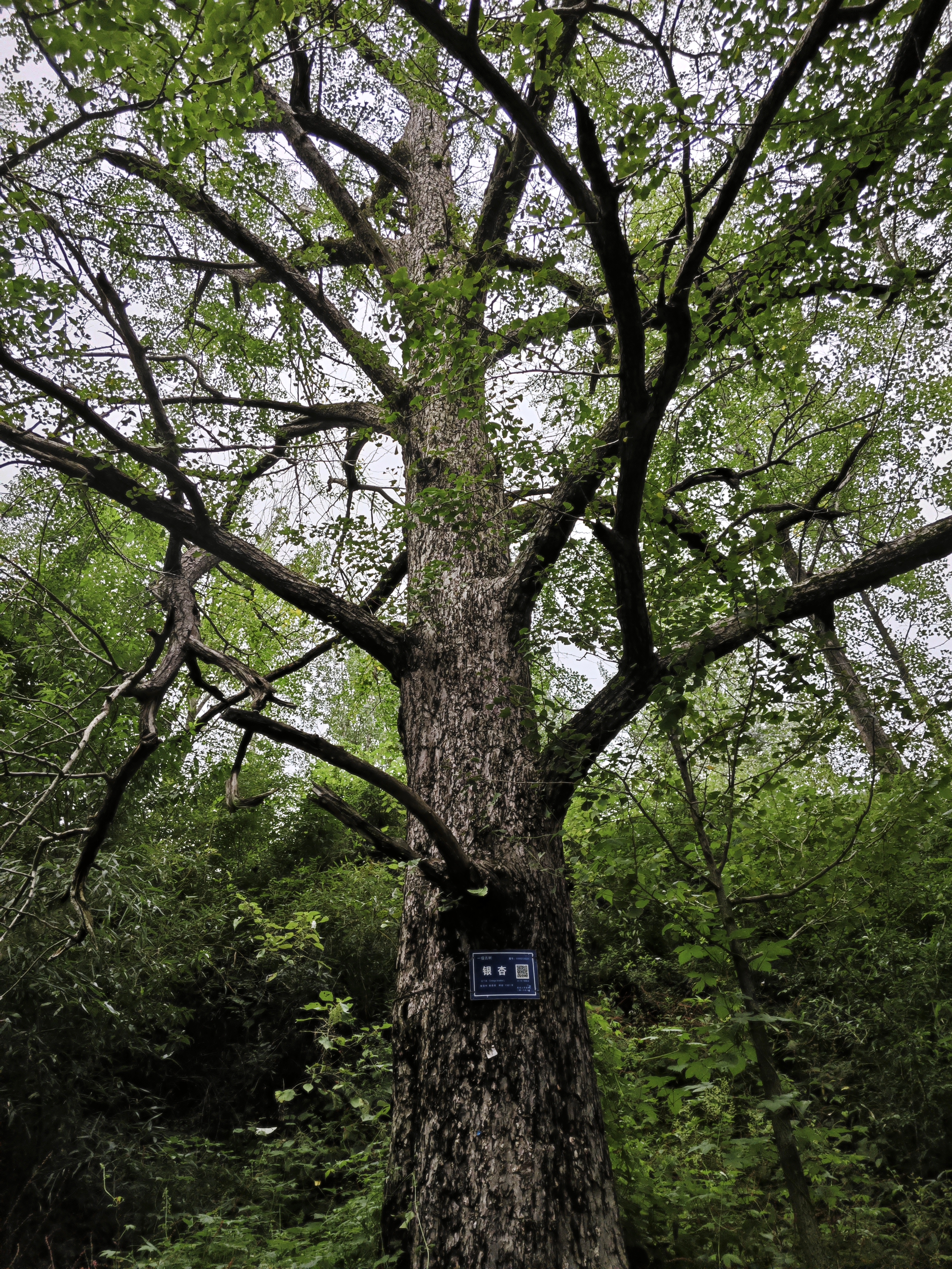 Ancient Ginkgo Tree Sampling – Zhejiang University